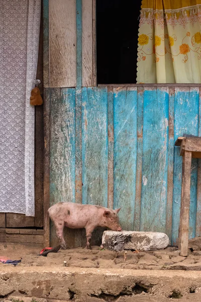 Sao Tome, typical wooden house in a village, with a pig