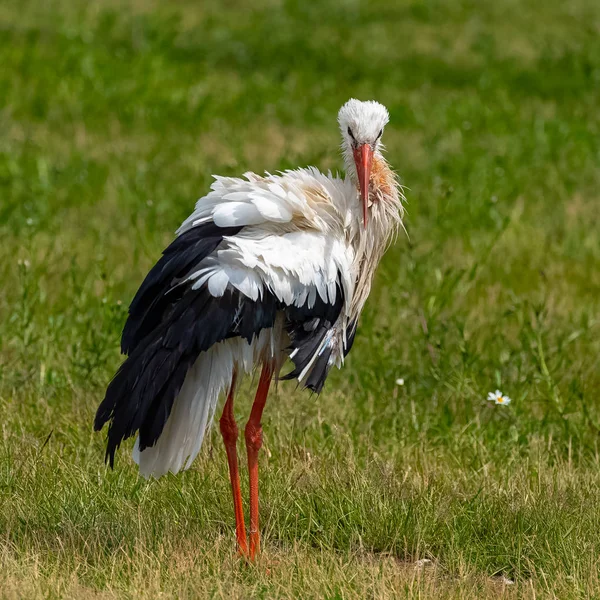 Ooievaar Ciconia Ciconia Permanent Het Gras Grappige Houding — Stockfoto