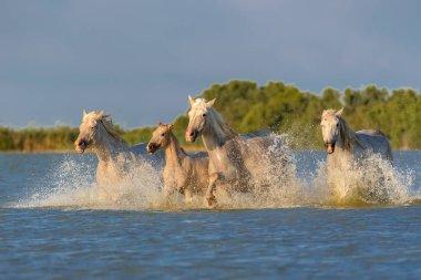 At, suda çalışan Camargue içinde güzel safkan atlar 