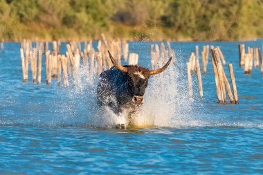 Suda, dörtnala boğa boğa Camargue içinde çalışan 