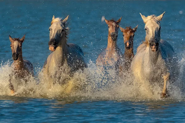 Caballos Corriendo Agua Hermosos Caballos Raza Pura Camargue —  Fotos de Stock