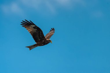    Sarı gagalı çaylak, Milvus aegyptius, Afrika bir yırtıcı kuş 