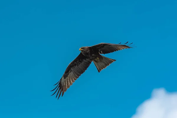 Yellow Billed Kite Milvus Aegyptius Afrikaanse Roofvogel — Stockfoto