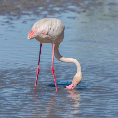 Pembe flamingo gölün su yansıması üzerinde