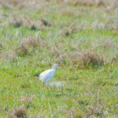 Batı sığır balıkçıl, Bubulcus Ibis, çim - görüntü güzel beyaz kuş