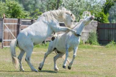 Doğa Beyaz camargue ata