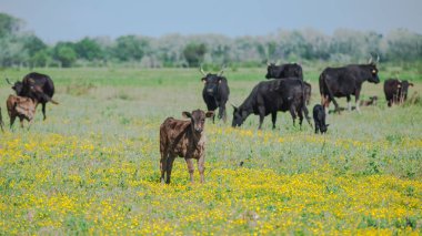 Yeni doğan buzağı ve Camargue, yabani boğa bir alanda toplar