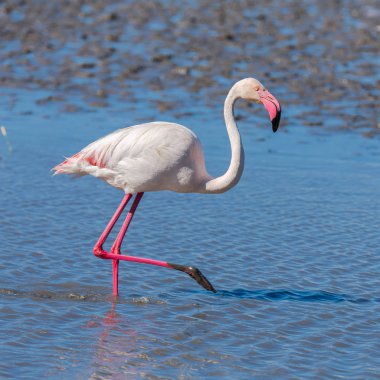 Pembe flamingo gölün su yansıması üzerinde
