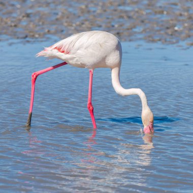 Pembe flamingo göldeki su yansıma yemek