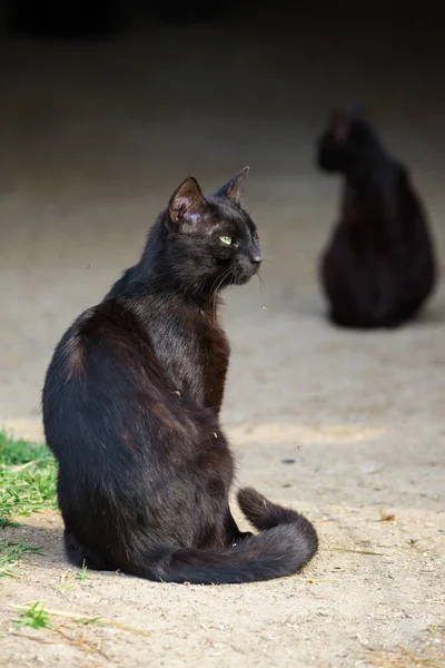 Black cats sitting on nature