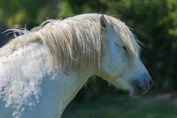 Cheval Camargue Blanc Sur Nature — Photo