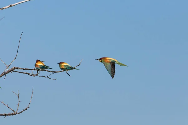 European Roller Coracias Garrulus Uccelli Colorati Appollaiati Ramo — Foto Stock