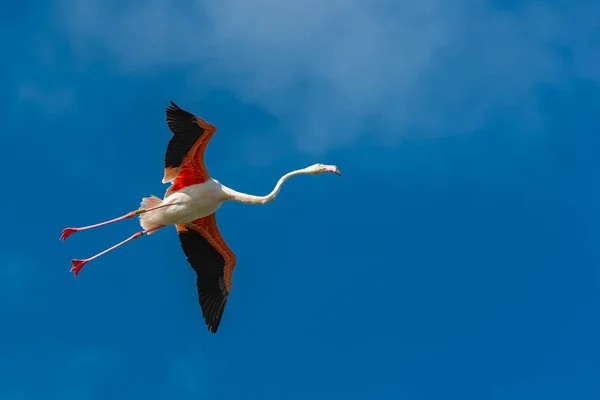 Gran Flamenco Pájaro Rosado Volando Cielo Azul — Foto de Stock