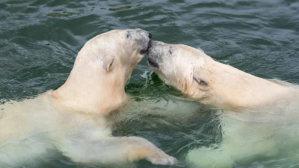 Dwa Niedźwiedzie Polarne Bawiące Się Wodzie Piękne Zwierzęta — Zdjęcie stockowe