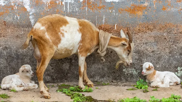 Keçi ve bebek keçi, Sao Tome ve Principe, hayvanlarda bir köyde