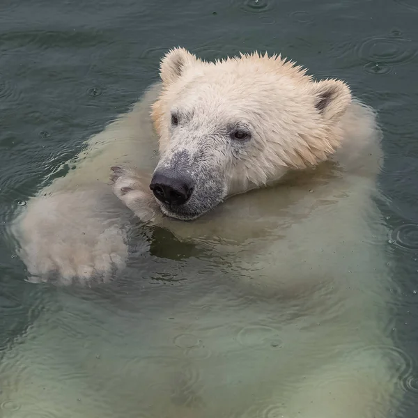 White Bear Water Snorting Portrait — Stock Photo, Image