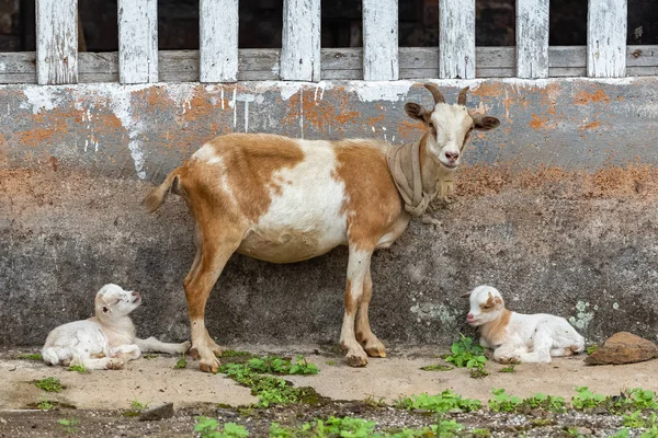 Goat and baby goat, animals in Sao Tome and Principe, in a village