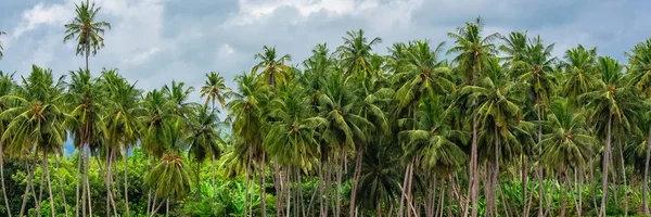 Palmiye ağaçları, vahşi palmiye orman Sao Tome sahil