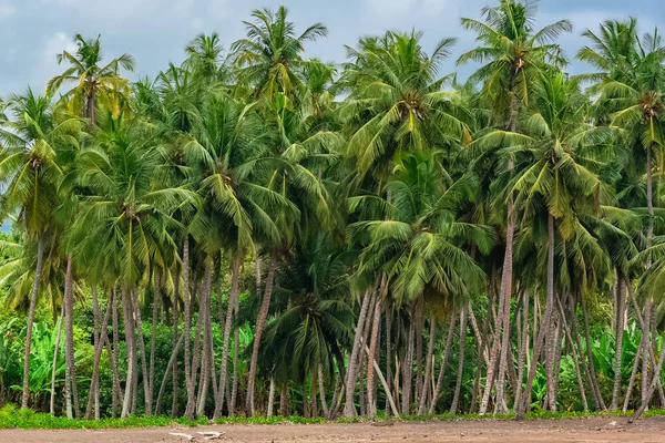Palmiye Ağaçları Vahşi Palmiye Orman Sao Tome Sahil — Stok fotoğraf