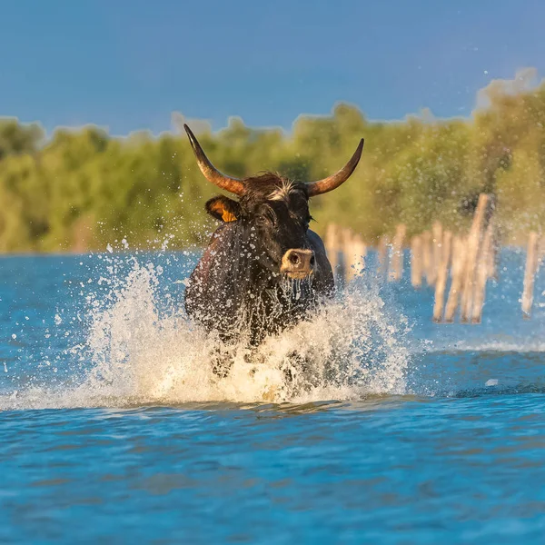 Bull galloping in the water, running bull in Camargue