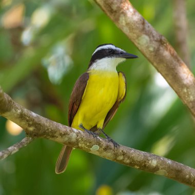 Büyük kiskadee, sarı egzotik kuş Kosta Rika