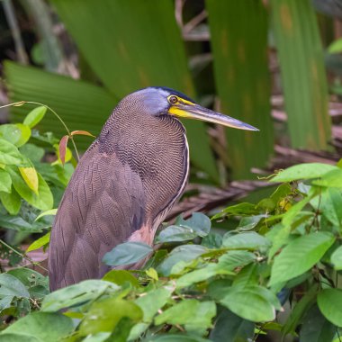 çıplak gerdanlı kaplan balıkçıl, Tigrisoma mexicanum, yürüyen kuş Kosta Rika
