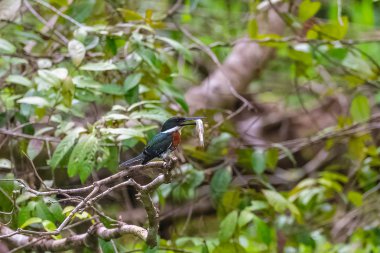 Kosta Rika küçük bir balık yemek yeşil arası kingfisher, Chloroceryle americana, kuş