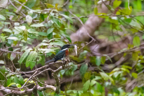 Verde Kingfisher Chloroceryle Americana Pássaro Costa Rica Comendo Pequeno Peixe — Fotografia de Stock