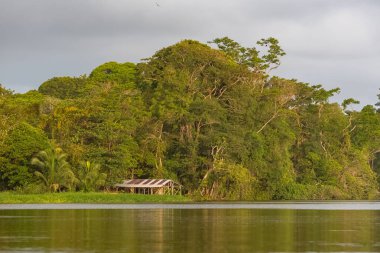 Kosta Rika, nehirde Tortuguero, mangrov yaban hayatı üzerinde tipik barınak