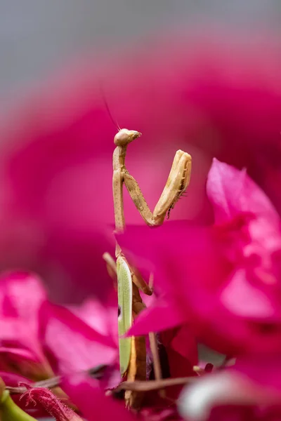 Orando Mantis Mantis Religiosa Insecto Una Hoja — Foto de Stock