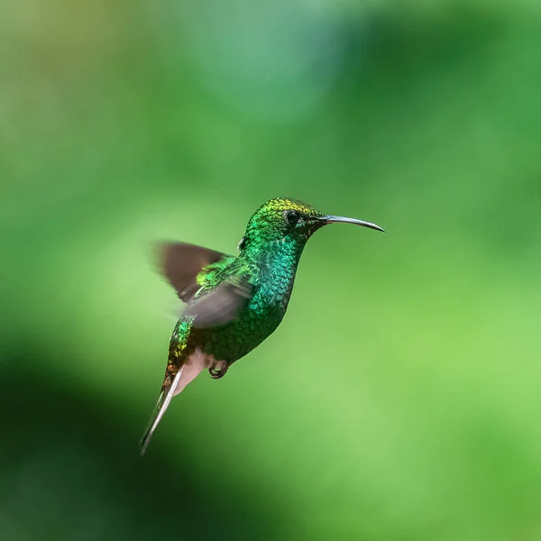 Passarinho Voando Pássaro Pequeno Costa Rica — Fotografia de Stock