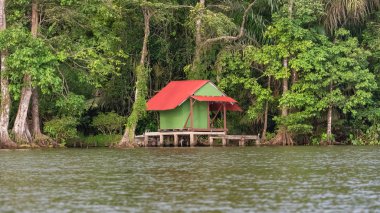 Kosta Rika, nehirde Tortuguero, mangrov yaban hayatı üzerinde tipik barınak