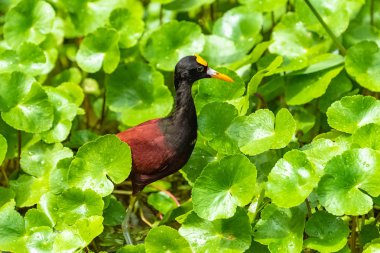 Kuzey jasana, jasana spinosa, sarı bir gagasında lagün Tortuguero, Kosta Rika ile küçük kuş
