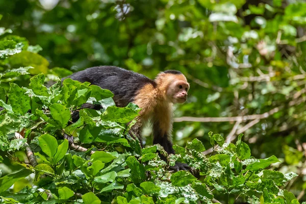 Cappuccino Scimmia Albero Nella Giungla Costa Rica — Foto stock gratuita