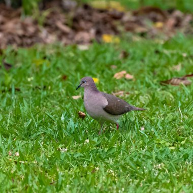 Kısa gagalı güvercin, Patagioenas nigrirostris, Kosta Rika çim yeme güvercin 