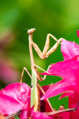 Dua mantis, Mantis bileğinde, üzerindeki yaprak böcek 