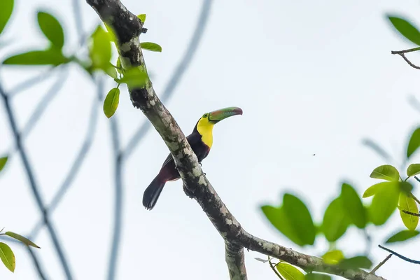 Килоклювый Тукан Красочная Птица Сидящая Ветке Коста Рике — стоковое фото