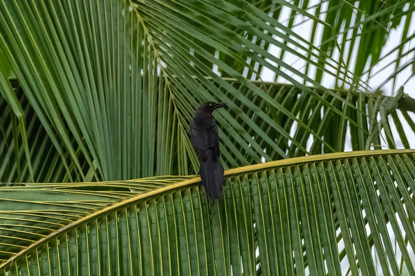 Grackles Cauda Grande Quiscalus Mexicanus Pássaro Preto Empoleirado Uma Palmeira — Fotografia de Stock