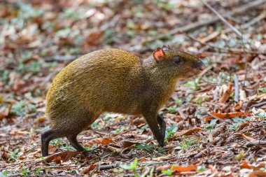 Aguti, Dasyprocta punctata, Kosta Rika ormanında hayvan 