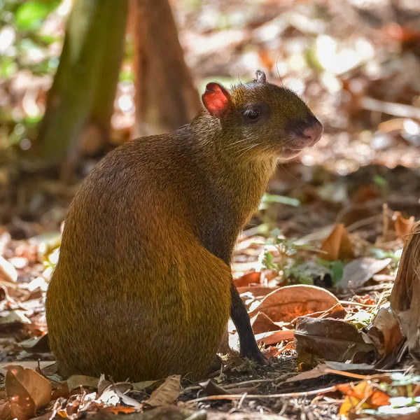 Agouti, Dasyprocta punctata, animal in the forest in Costa Rica
