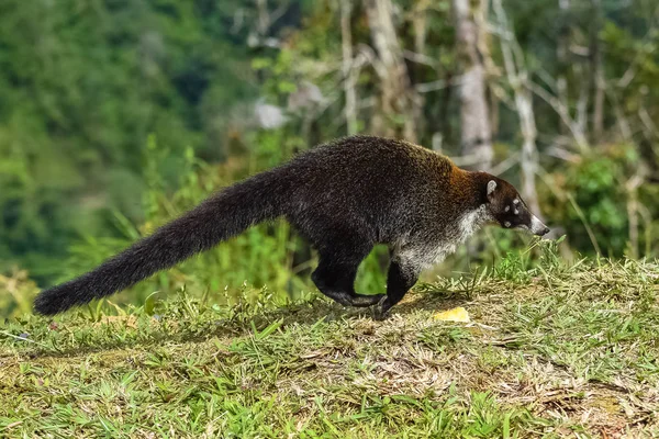 Coati Correndo Nas Montanhas Costa Rica — Fotografia de Stock