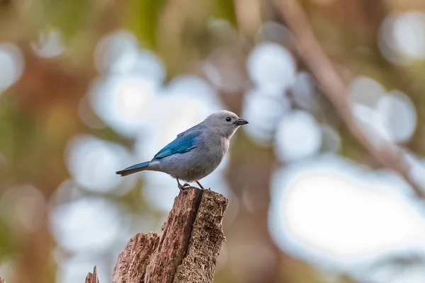 Blågrå Tangara Thraupis Episcopus Liten Fågel Costa Rica — Stockfoto