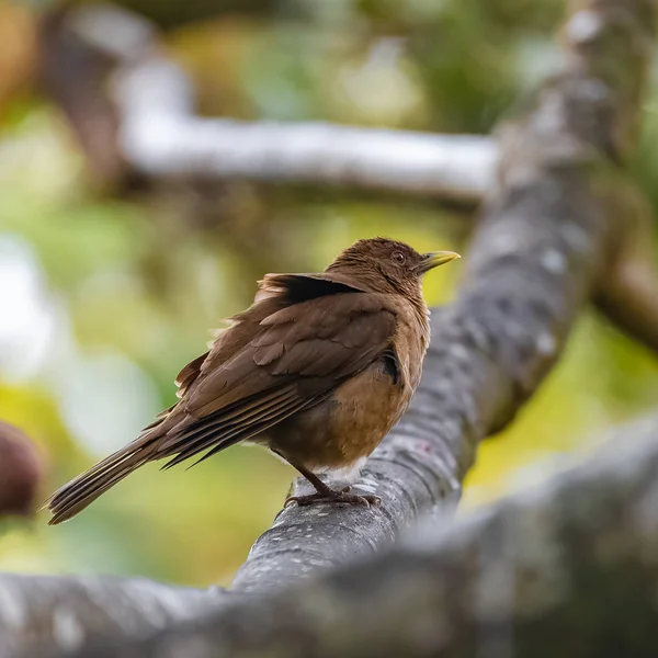 Lerfärgad Trast Turdus Grayi Fågel Uppflugna Gren Costa Rica — Stockfoto