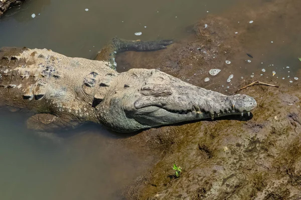 Costa Rica Crocodilo Geant Rio Tarcoles Vida Selvagem — Fotografia de Stock