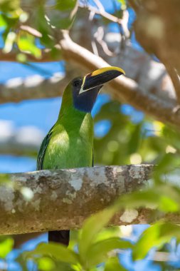 Zümrüt toucanet, Aulacorhynchus prasinus, Kosta Rika güzel kuş