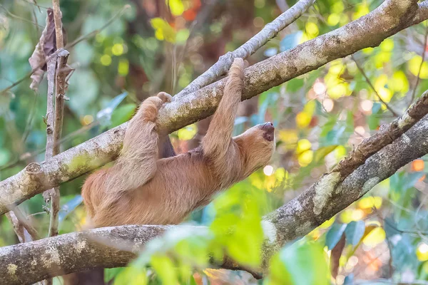 Хоффманс Двуногий Ленивец Холоепус Хоффманни Ленивец Взбирающийся Дерево Коста Рике — стоковое фото
