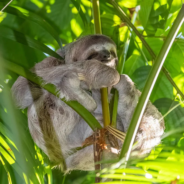 Черногорлый Ленивец Bradypus Variegatus Ленивец Спит Дереве Коста Рике — стоковое фото
