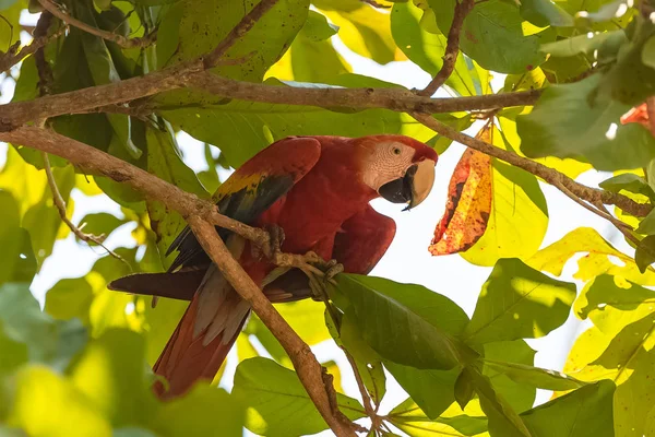 Червоний Ара Ara Макао Красиві Папуга Коста Ріці — стокове фото