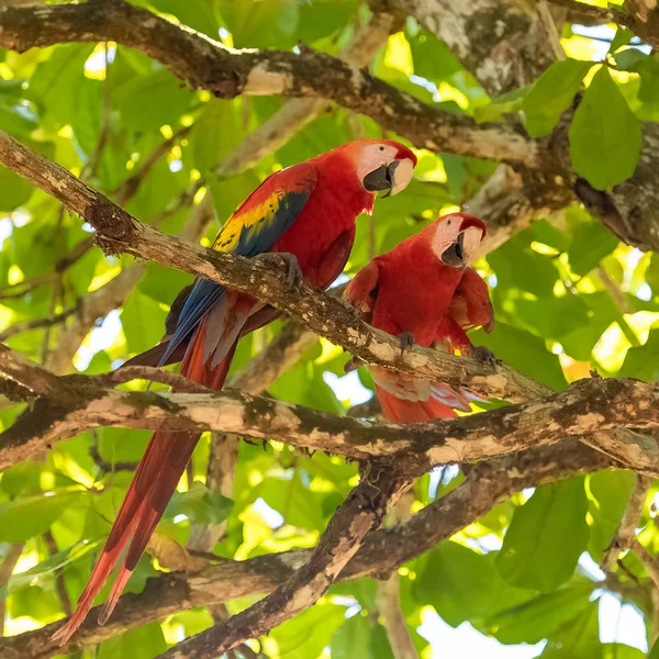 Scarlet Macaw Ara Macao Smuk Papegøje Costa Rica - Stock-foto