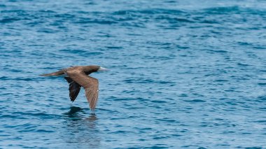 Mavi paçalı sümsük, tropik kuş Kosta Rika Pasifik Okyanusu üzerinde uçan kuş, Sula nebouxii